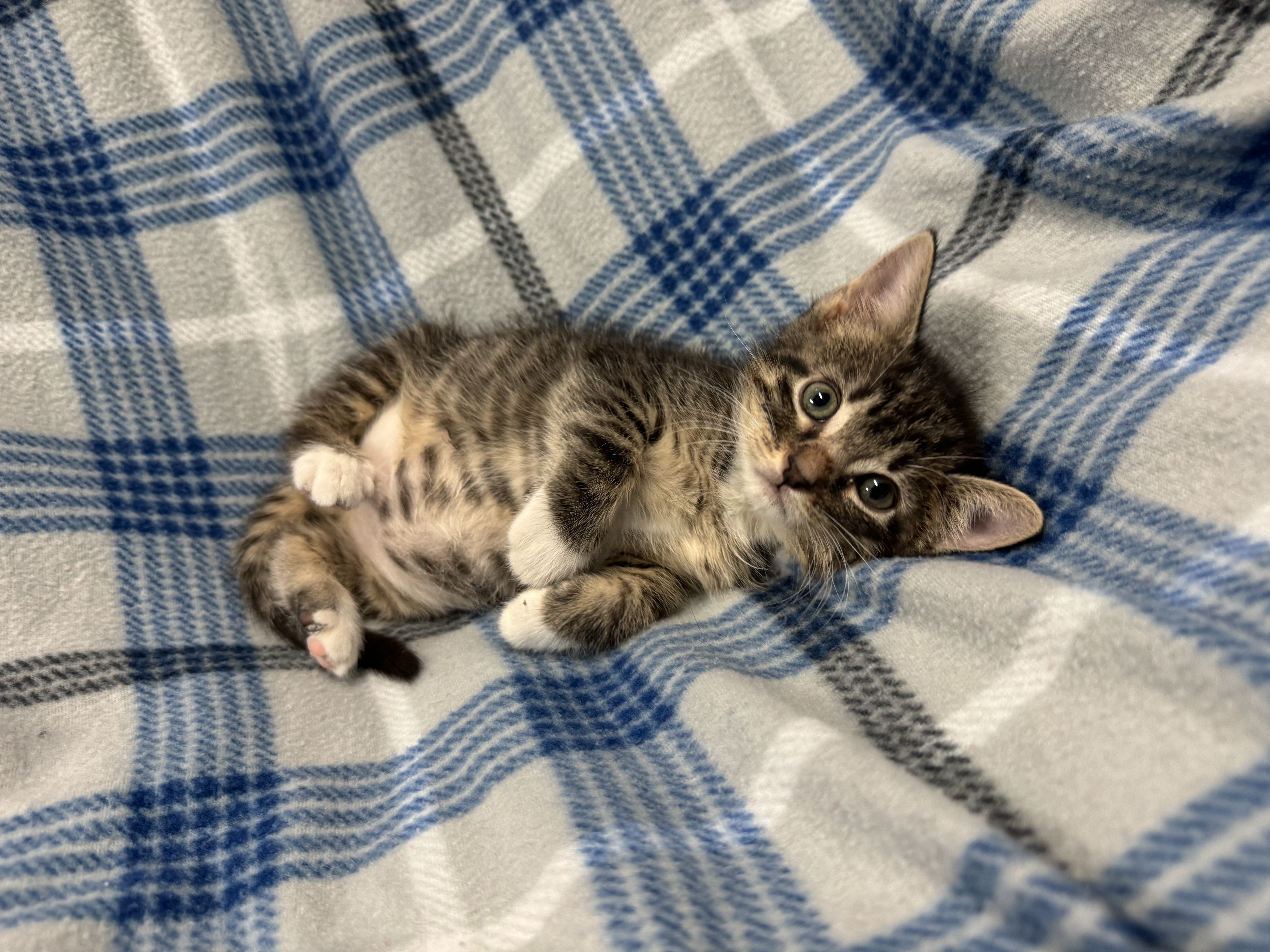 Jackson, Adopted, Kitten Male Domestic Short Hair.