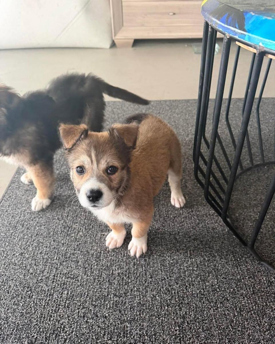 Honey, adopted, Puppy Female Shepherd & Shetland Sheepdog / Sheltie.