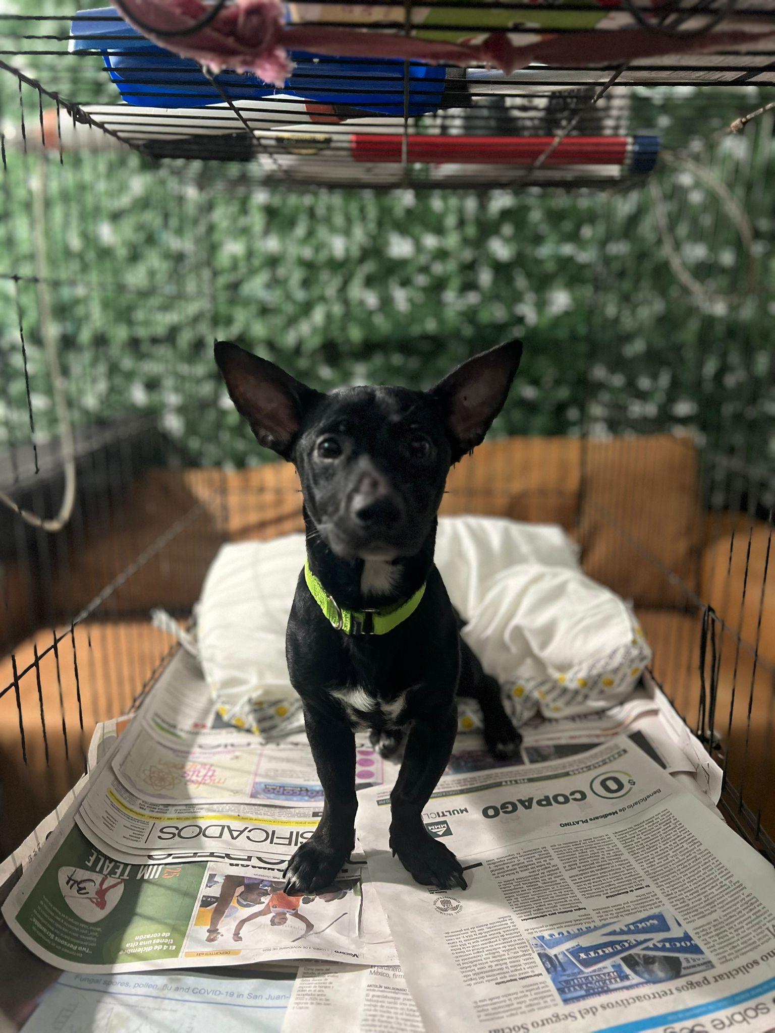 Enlarge Nubs , a Adoptable mixed breed in King of Prussia, PA image 4/5
