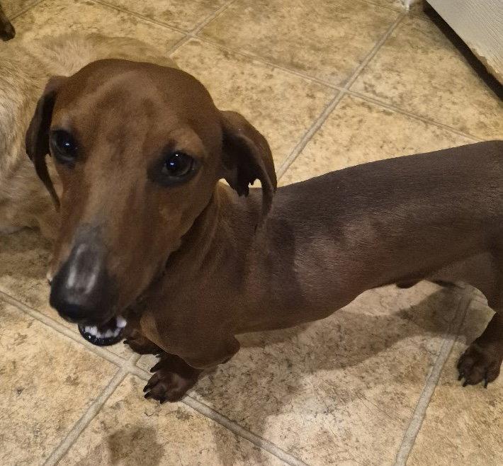 Red, Adopted, Young Male Dachshund.