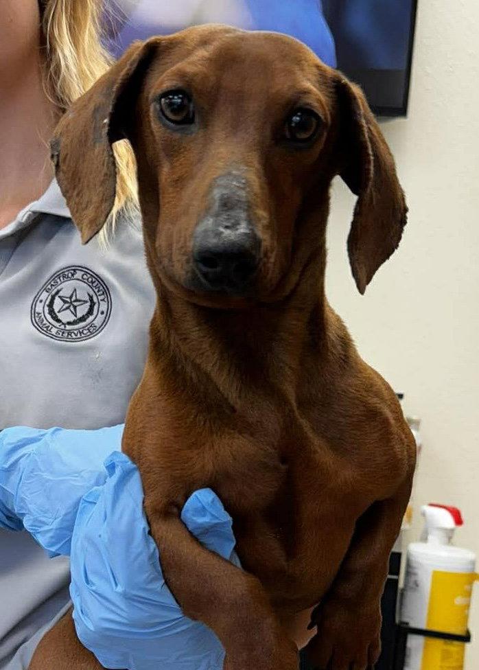 Red, a Adopted Dachshund in Pearland, TX image 2/3