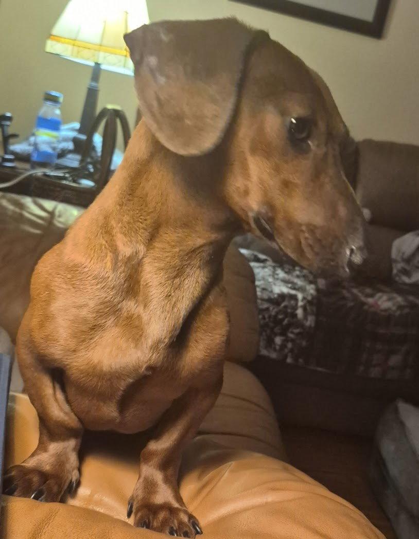 Red, a Adopted Dachshund in Pearland, TX image 3/3