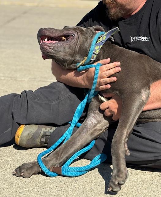 DOUGLAS (House Hippo)