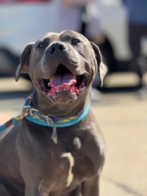 DOUGLAS (House Hippo)