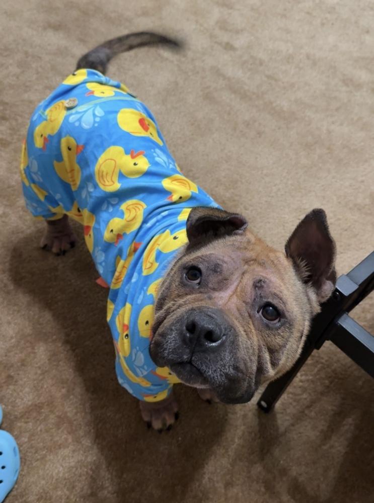 Enlarge Chichi, a Adoptable American Bully in Cheektowaga, NY image 1/2