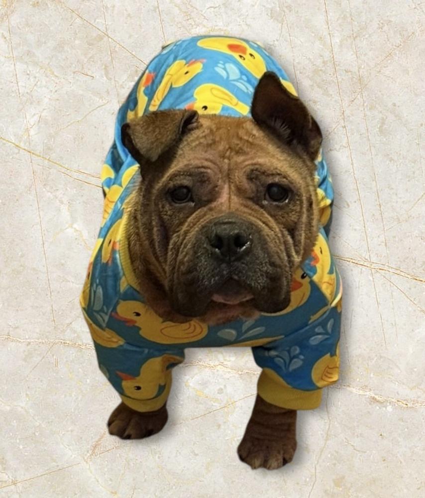 Enlarge Chichi, a Adoptable American Bully in Cheektowaga, NY image 2/2