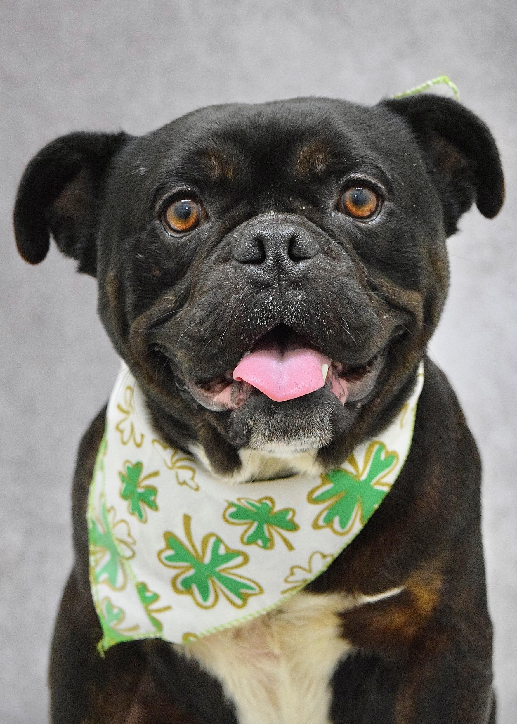 Enlarge Johnny, a ADOPTABLE mixed breed in Dublin, CA image 2/6