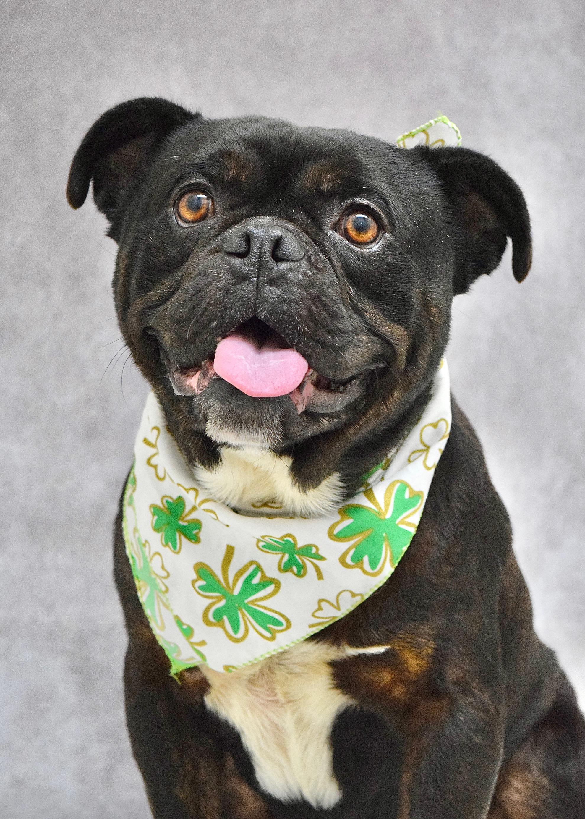 Enlarge Johnny, a ADOPTABLE mixed breed in Dublin, CA image 6/6