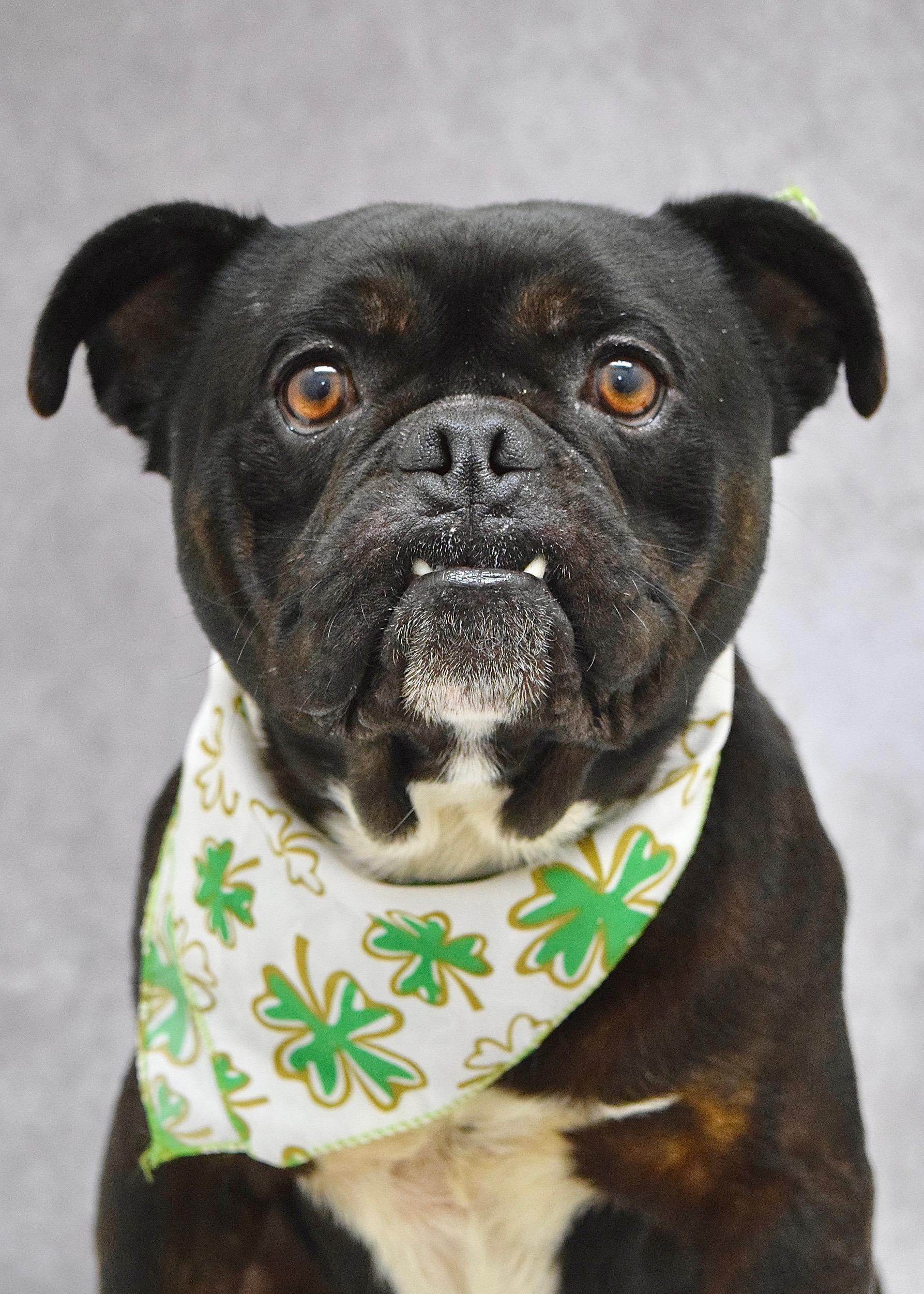 Enlarge Johnny, a ADOPTABLE mixed breed in Dublin, CA image 3/6