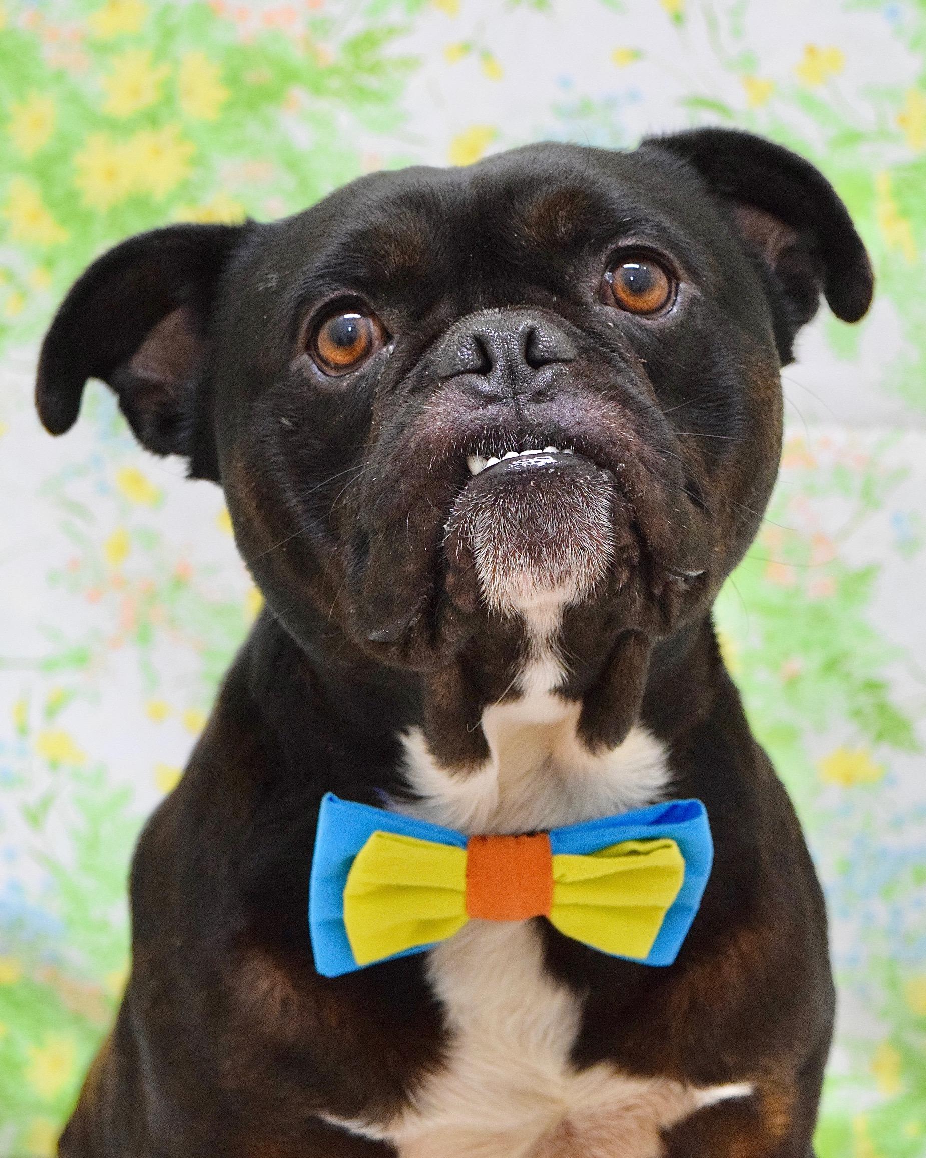Johnny, ADOPTABLE, Adult Male Bulldog & Pug.