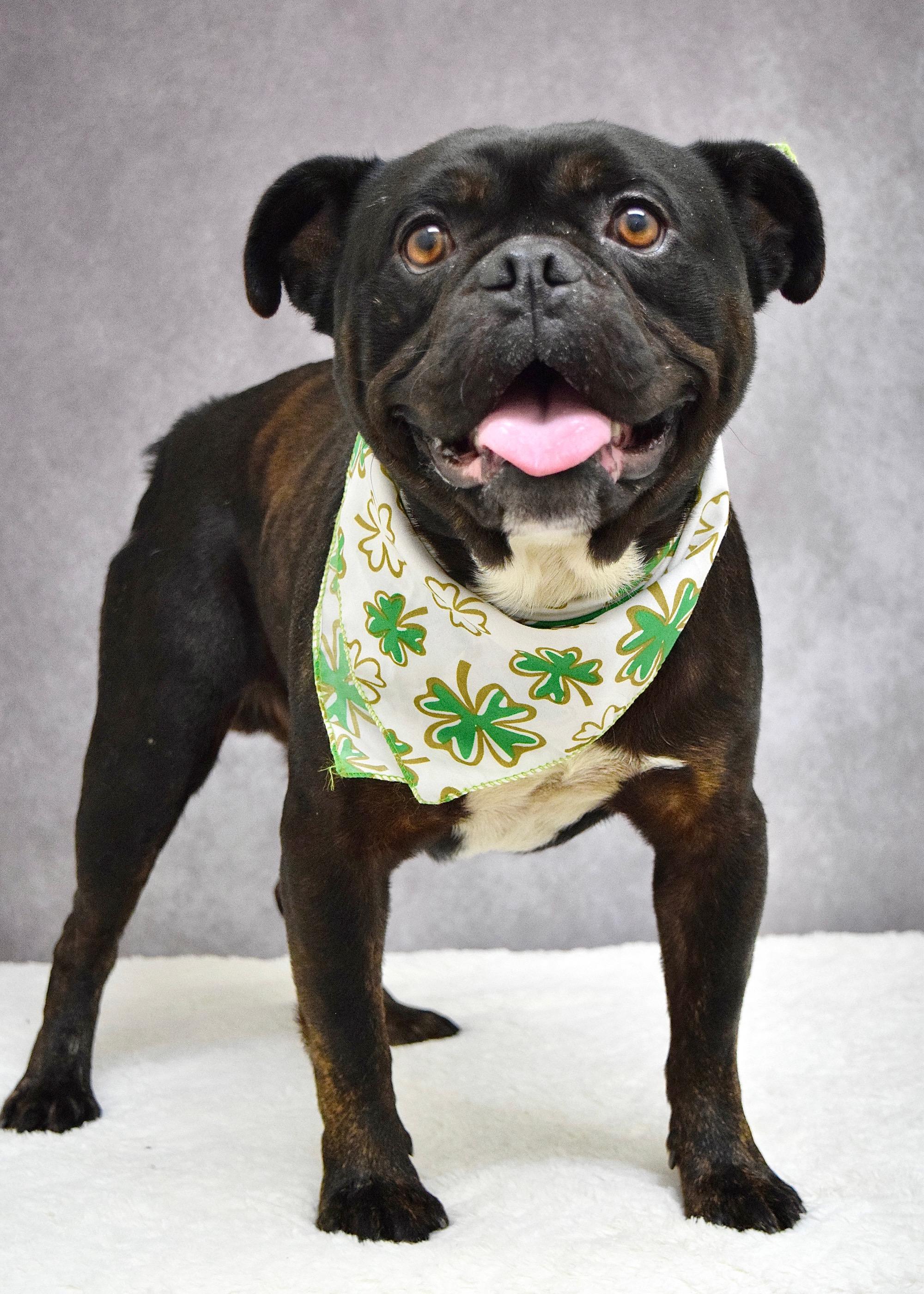 Enlarge Johnny, a ADOPTABLE mixed breed in Dublin, CA image 4/6