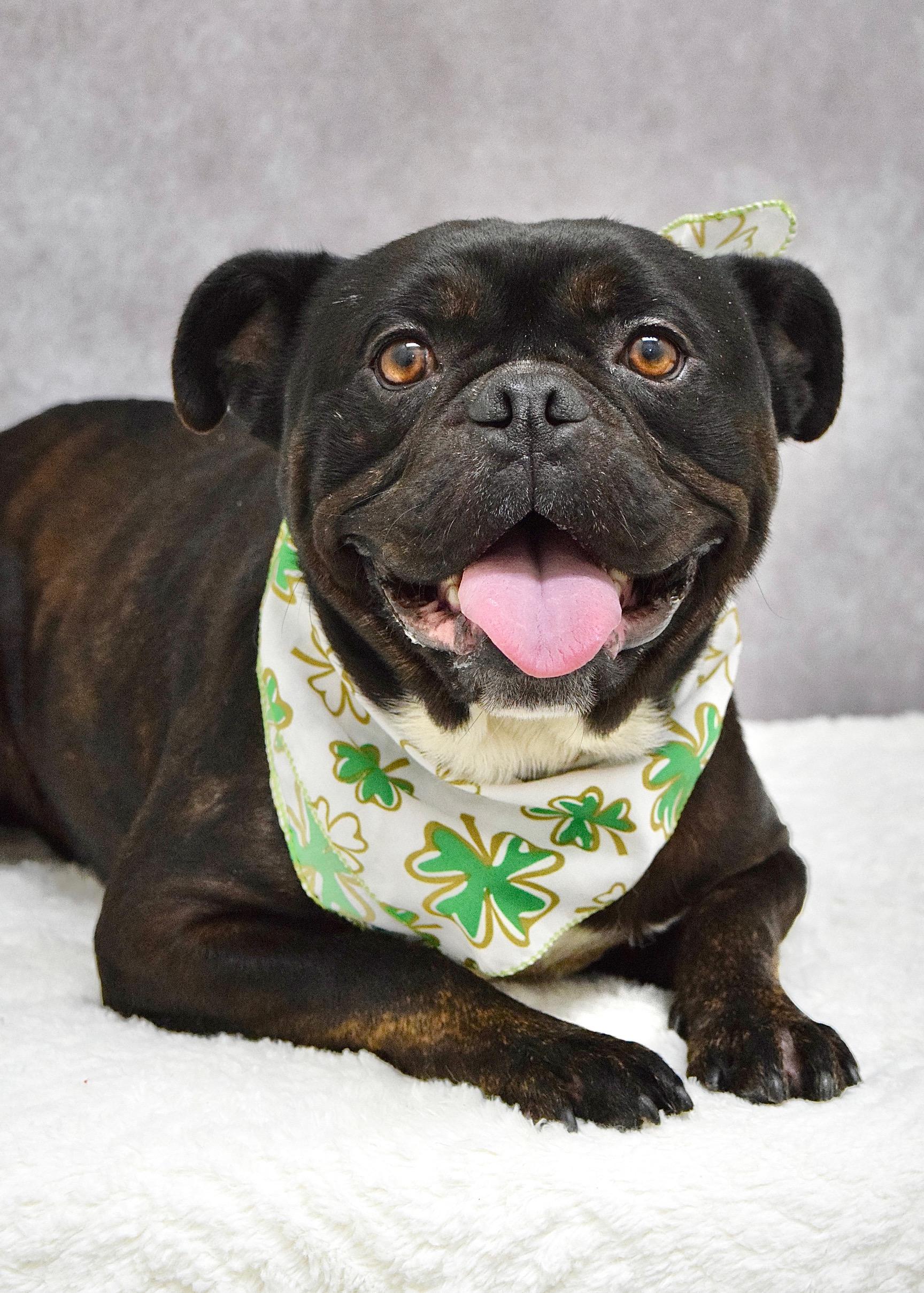 Enlarge Johnny, a ADOPTABLE mixed breed in Dublin, CA image 5/6