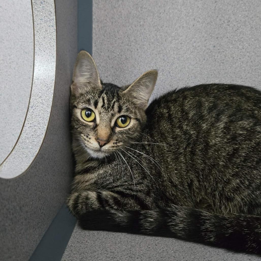 Enlarge Java, a Adoptable Domestic Short Hair in Newport, TN image 3/4