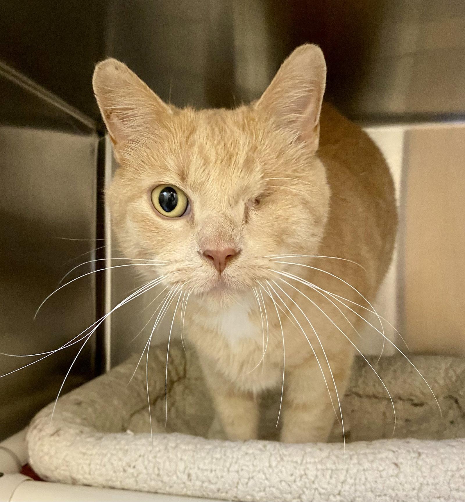 Mono, Adopted, Adult Male Domestic Short Hair.