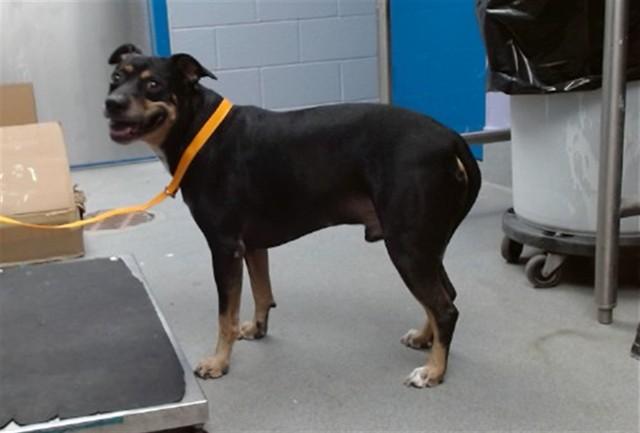 Enlarge MACK, a Adoptable mixed breed in Albuquerque, NM image 1/1
