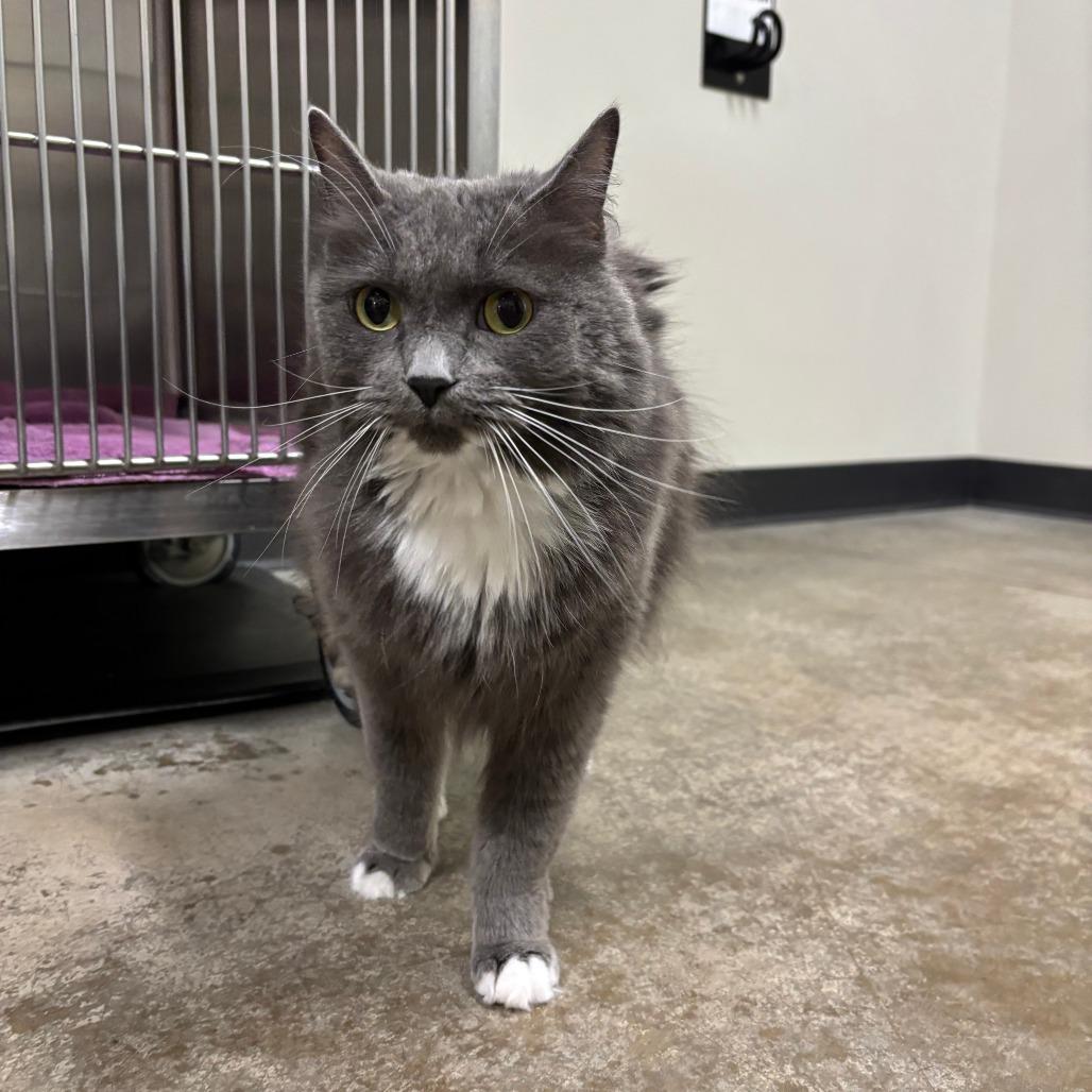 Honey, Adoptable, Adult Female Domestic Medium Hair.