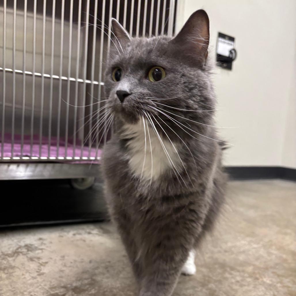 Enlarge Honey, a Adoptable Domestic Medium Hair in Saint Cloud, MN image 2/6