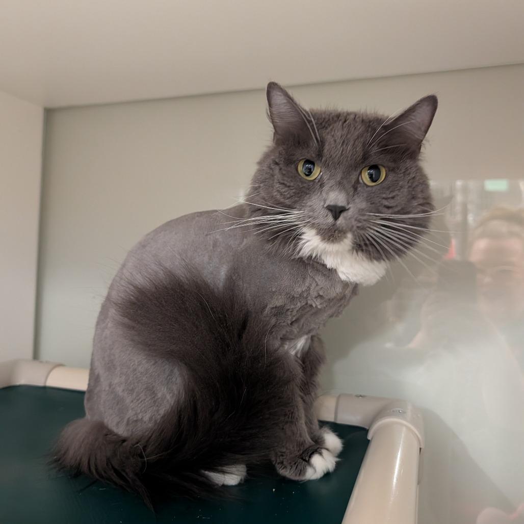 Enlarge Honey, a Adoptable Domestic Medium Hair in Saint Cloud, MN image 3/6