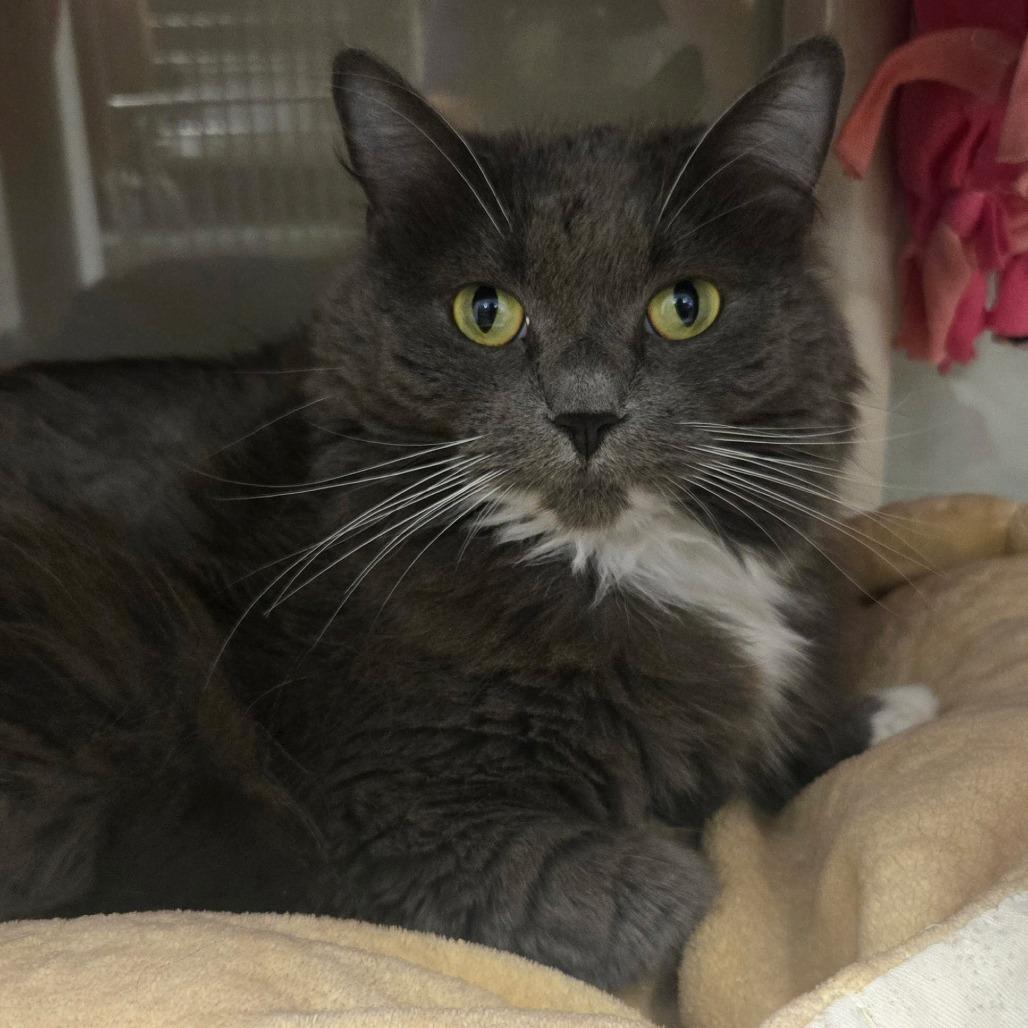 Enlarge Honey, a Adoptable Domestic Medium Hair in Saint Cloud, MN image 4/6