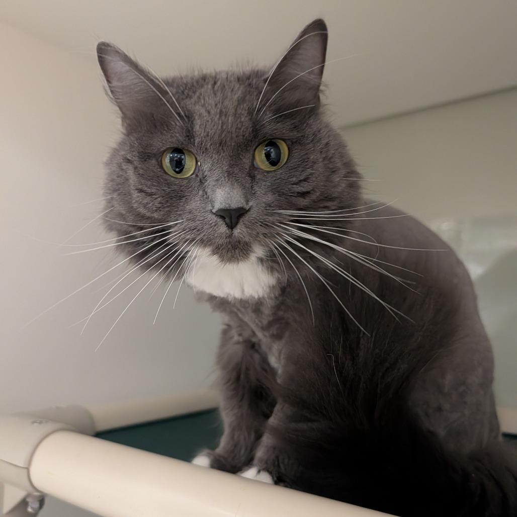 Enlarge Honey, a Adoptable Domestic Medium Hair in Saint Cloud, MN image 5/6