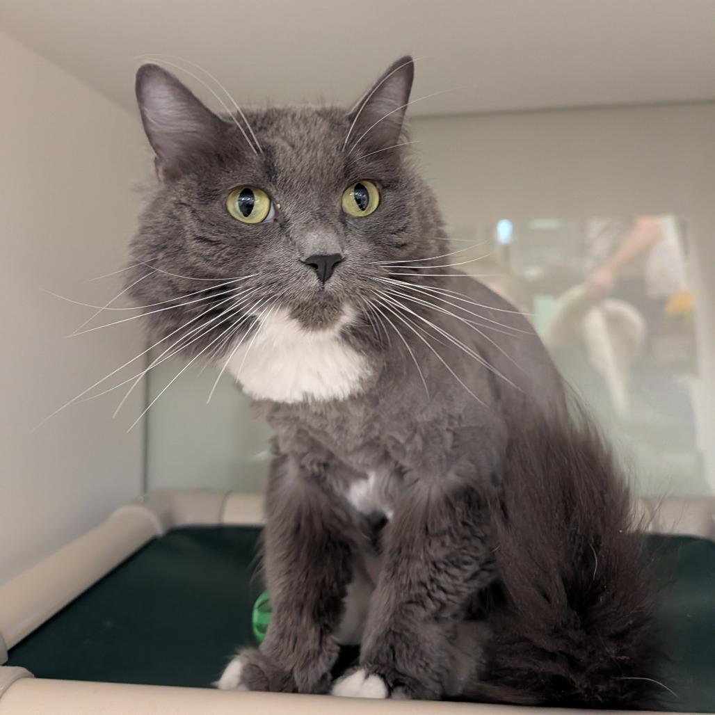Enlarge Honey, a Adoptable Domestic Medium Hair in Saint Cloud, MN image 6/6