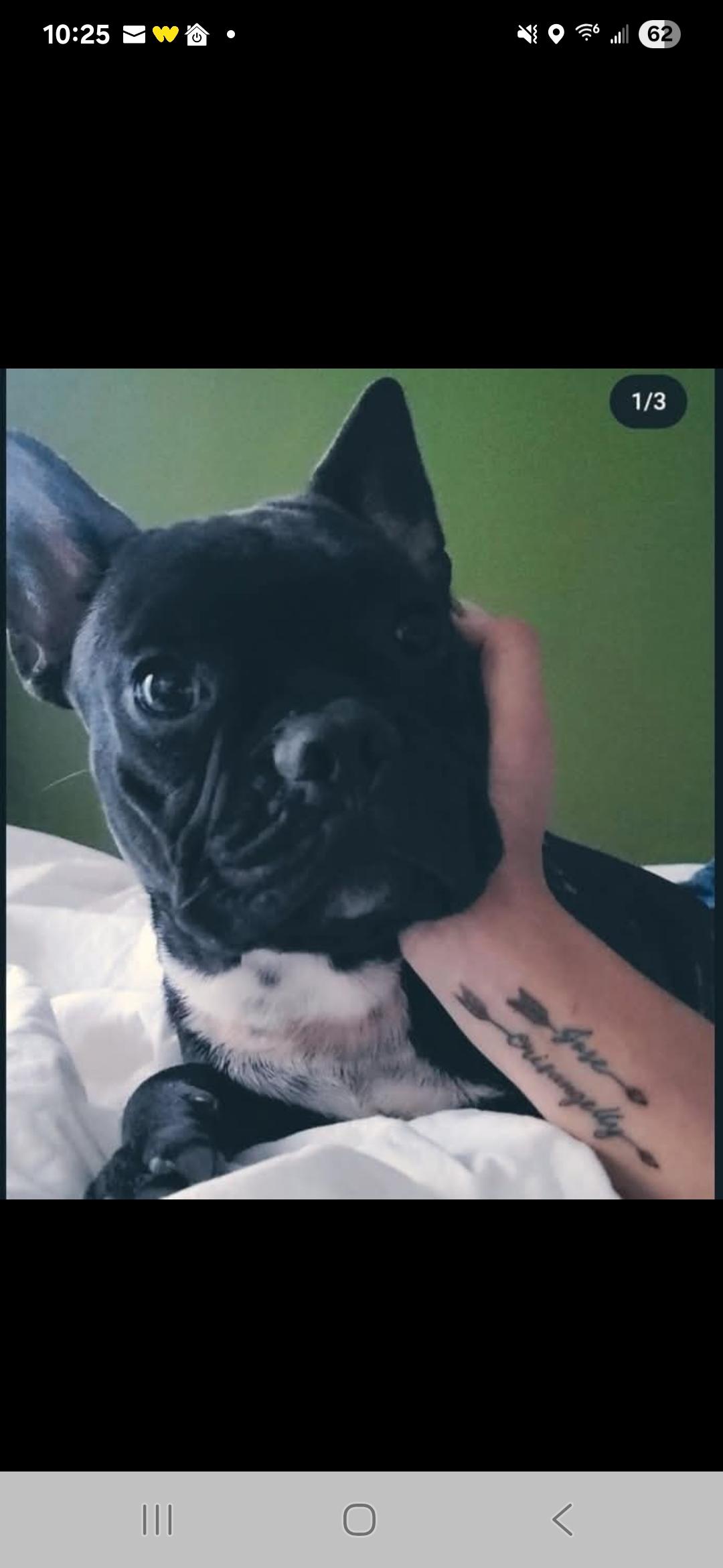 Bruno, Adoptable, Adult Male French Bulldog.