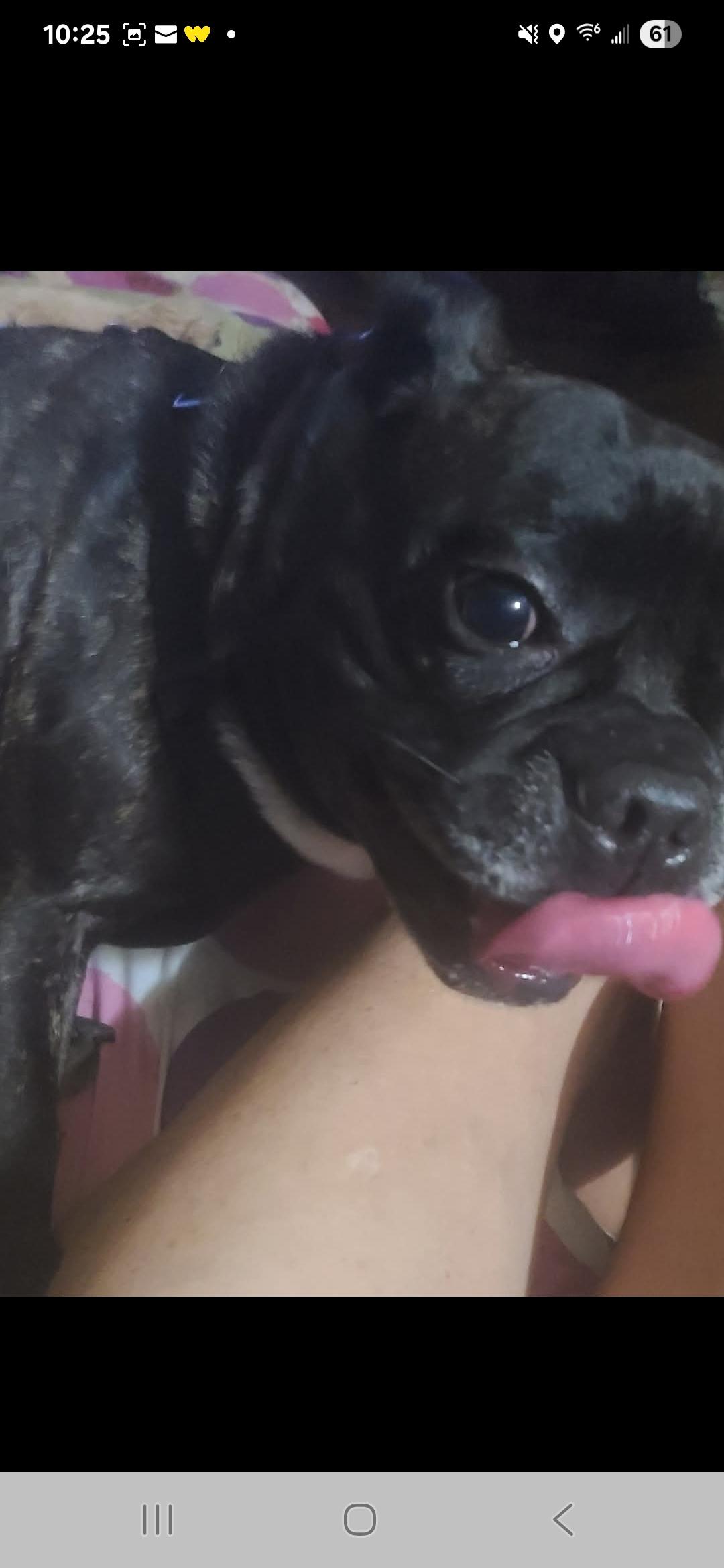 Bruno, a Adoptable French Bulldog in Miami, FL image 2/3