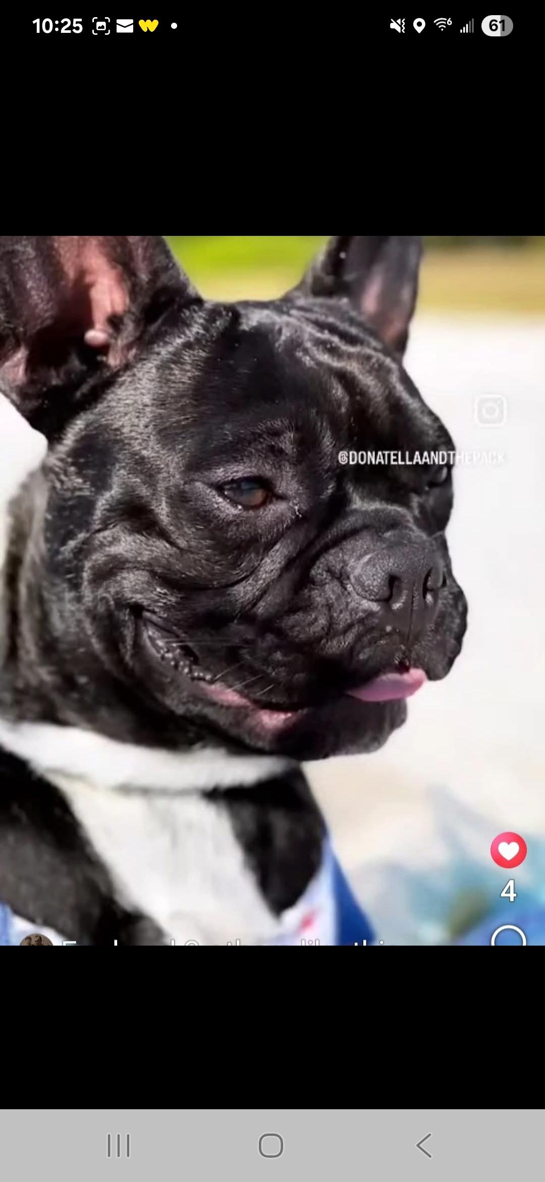 Bruno, a Adoptable French Bulldog in Miami, FL image 3/3