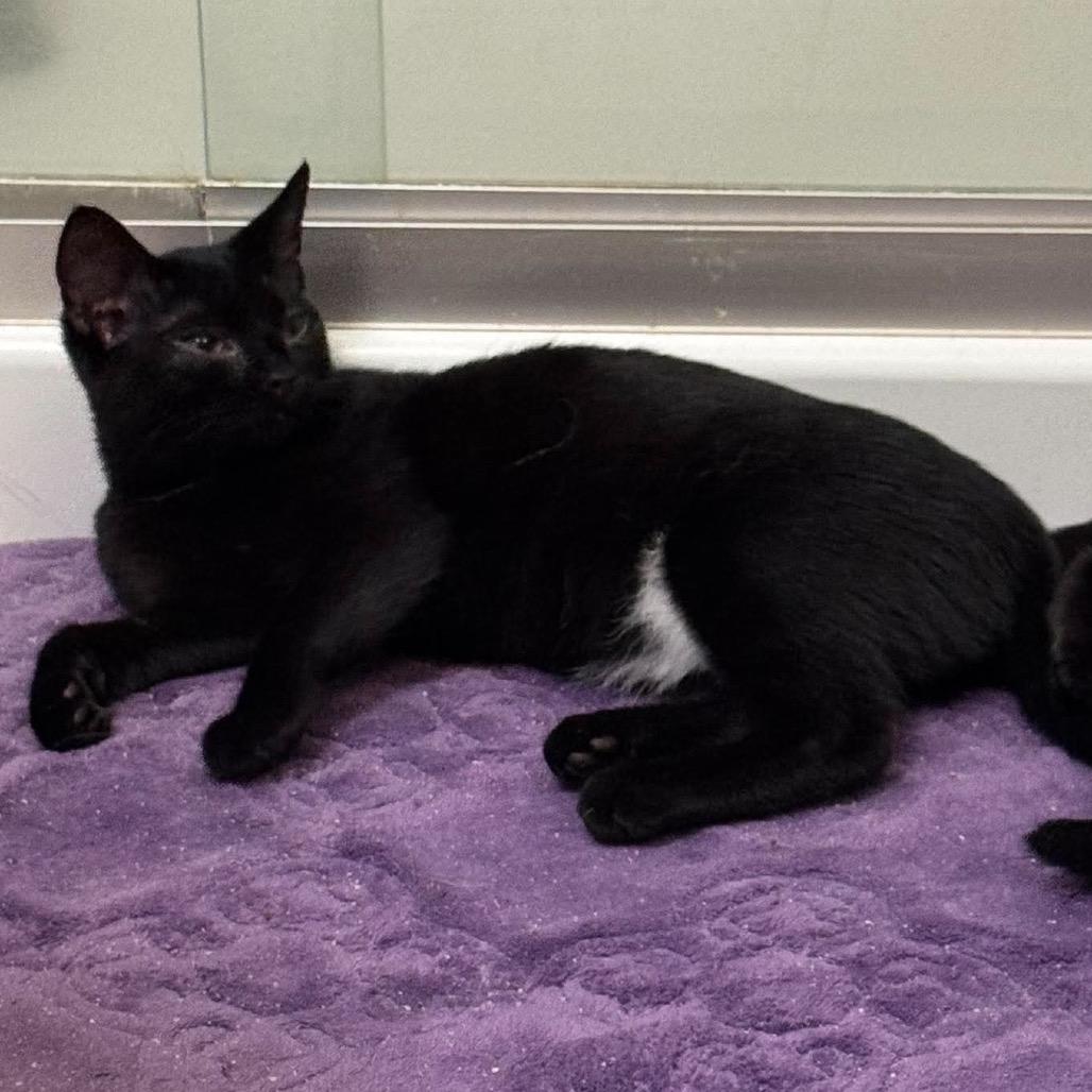 Bikini, Adoptable, Kitten Female Domestic Short Hair.