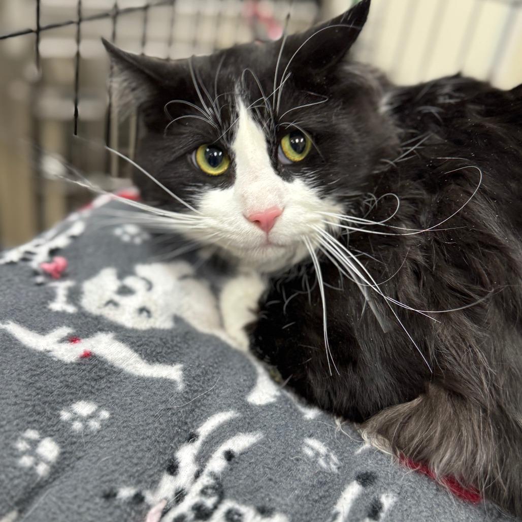 Sylvester, Adoptable, Adult Male Domestic Long Hair.