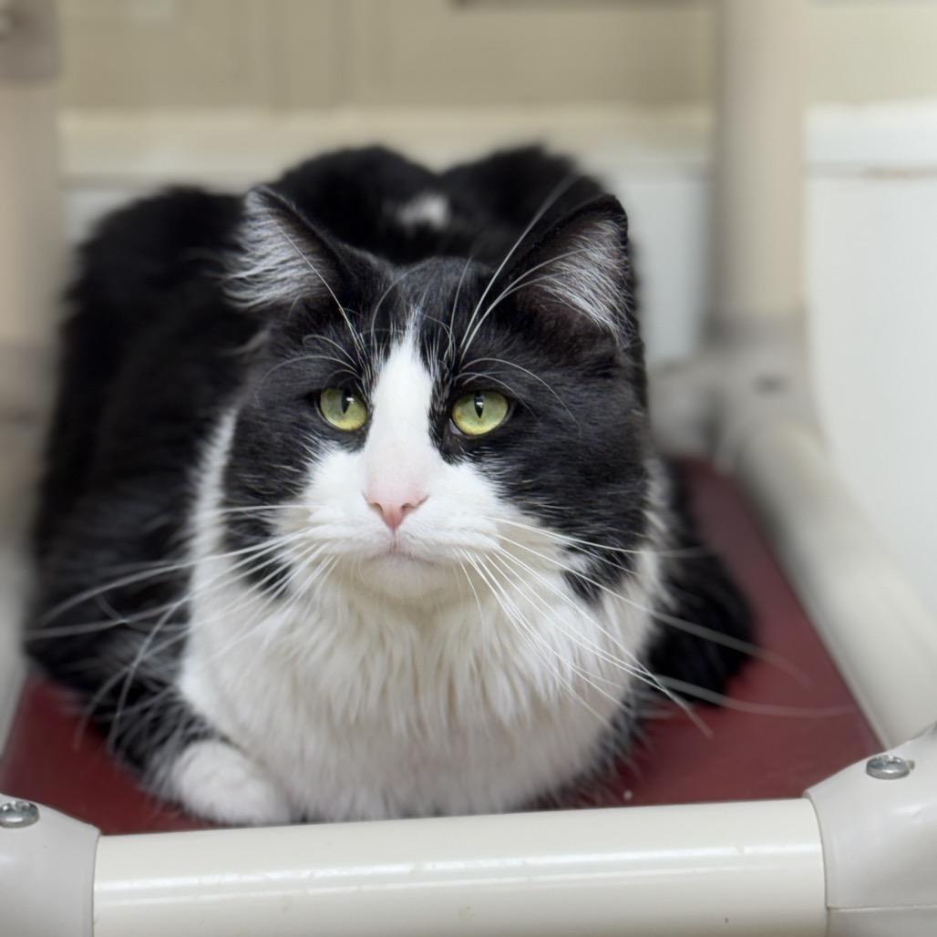 Sylvester, a Adoptable Domestic Long Hair in Redwood Falls, MN image 2/2