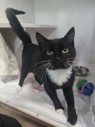Lillard, Adoptable, Kitten Female Domestic Short Hair & Domestic Short Hair.