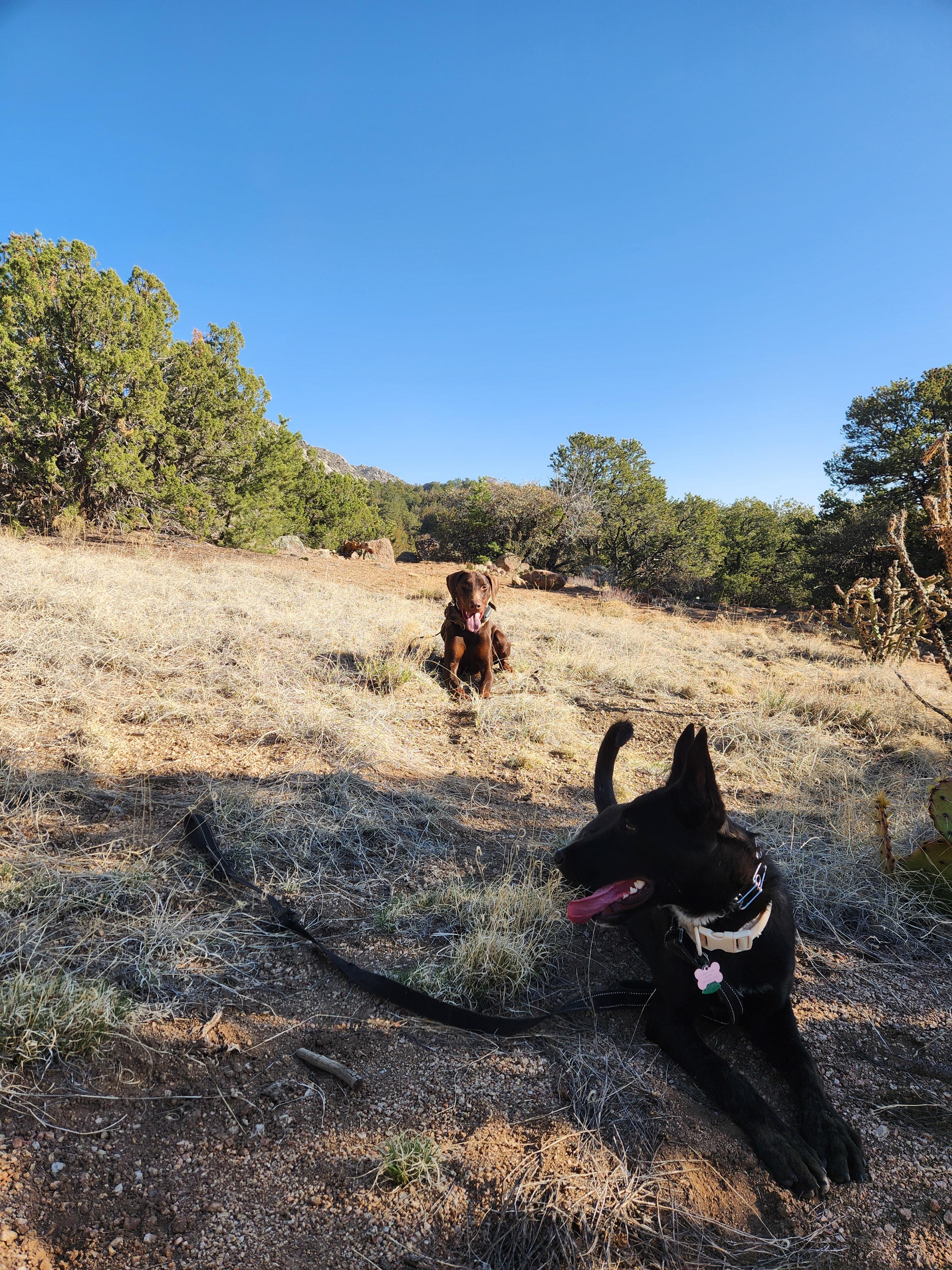 Rana, a Adopted Doberman Pinscher in Albuquerque, NM image 1/3
