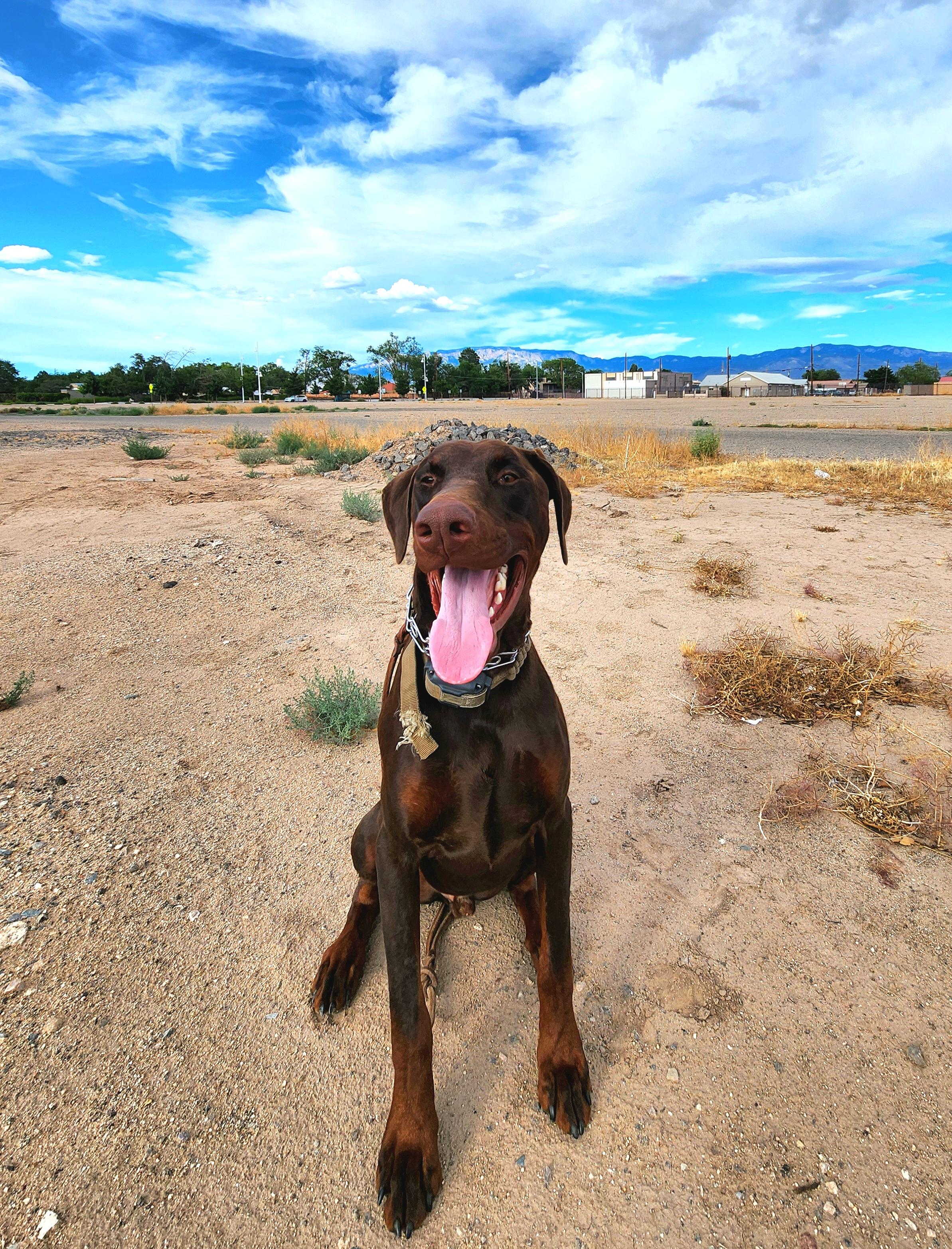 Rana, a Adopted Doberman Pinscher in Albuquerque, NM image 2/3