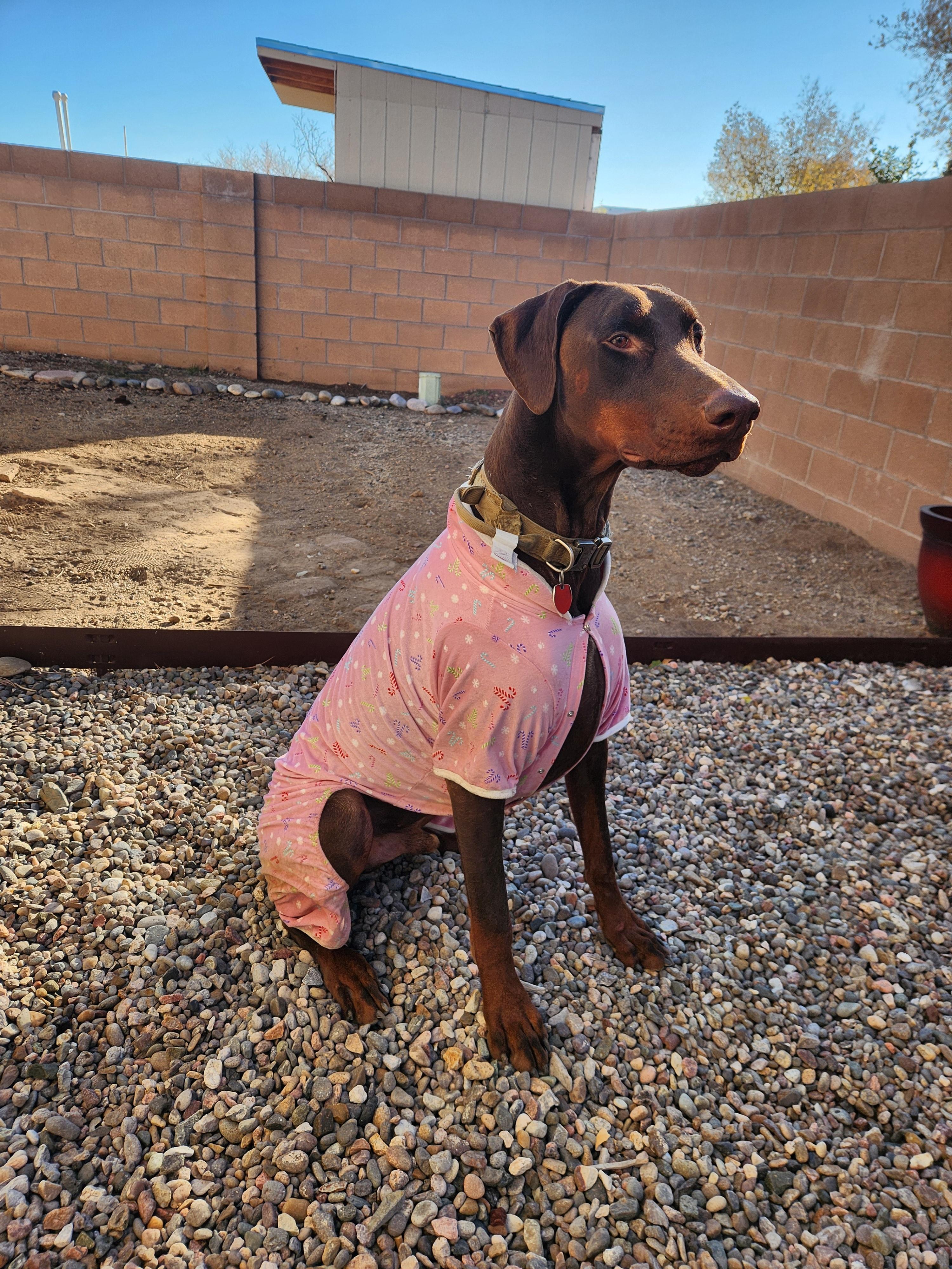 Rana, a Adopted Doberman Pinscher in Albuquerque, NM image 3/3