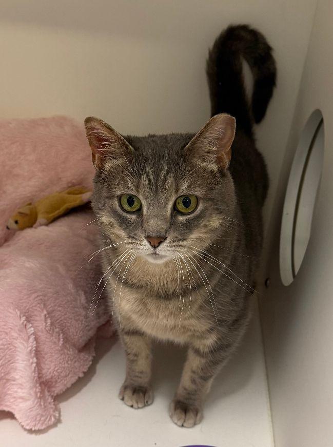 Trinity, Adoptable, Adult Female Tabby.