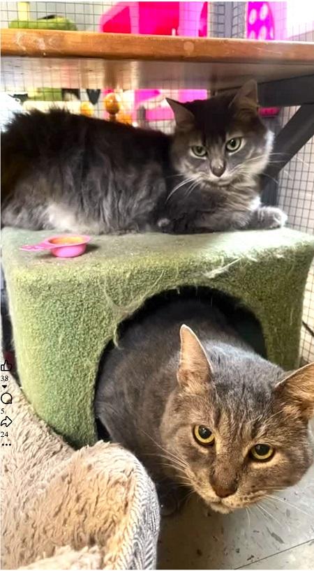 Enlarge ERLING & JUDE, a ADOPTABLE Domestic Short Hair in Pegram, TN image 1/1