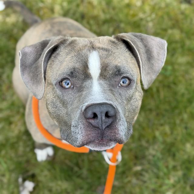 FERGIE, Adoptable, Adult Female Staffordshire Bull Terrier.