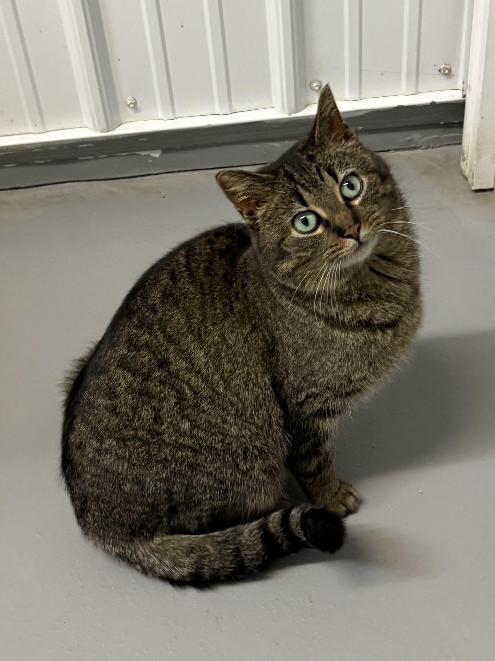Sage, ADOPTABLE, Adult Female American Shorthair.