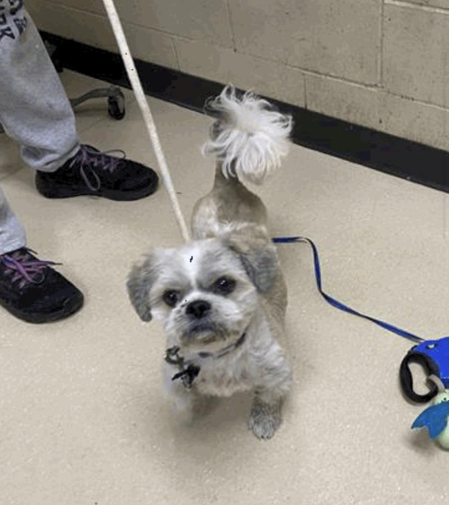 Enlarge Benji, a Adoptable Shih Tzu in Rockland, WI image 1/1