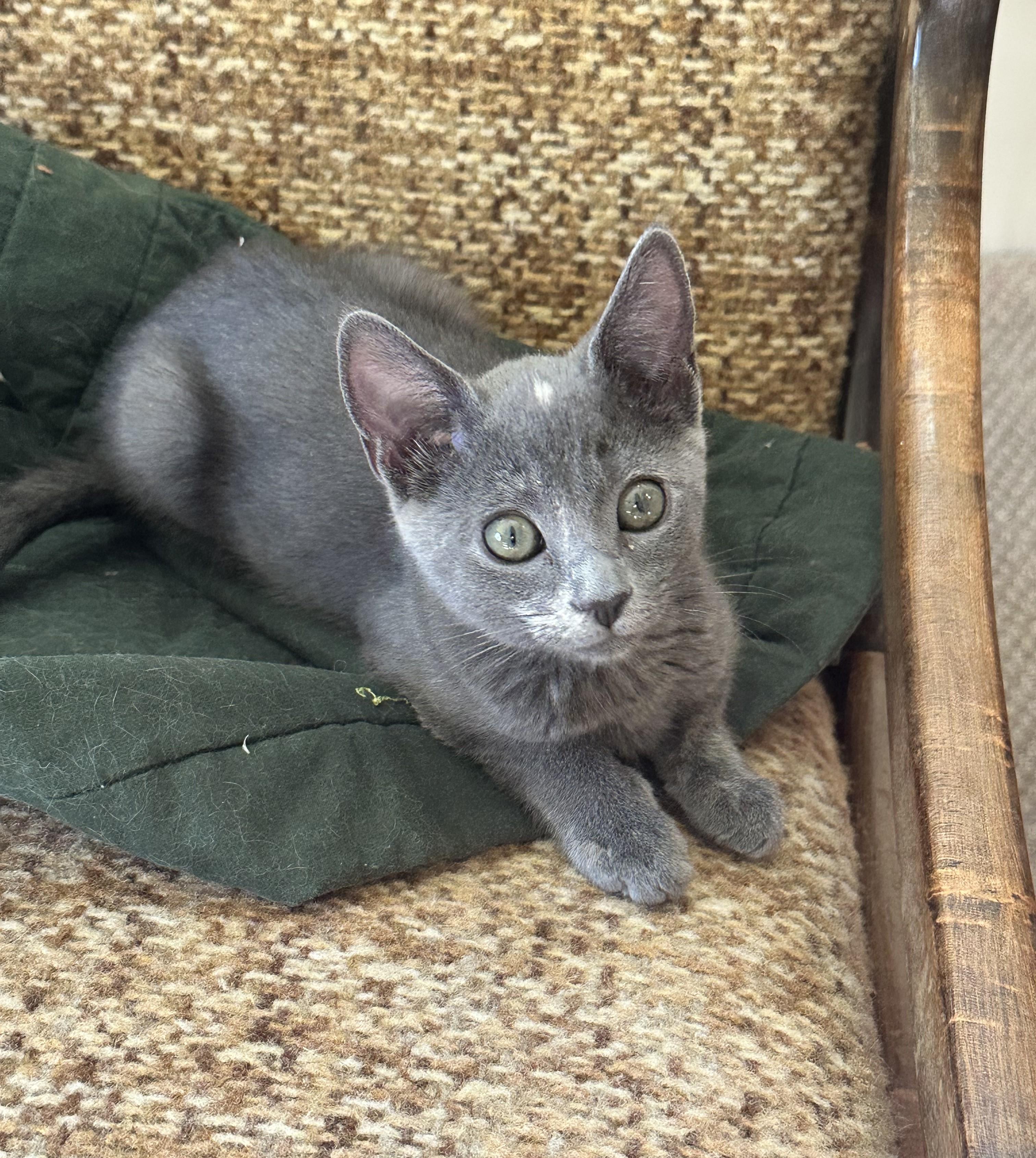 Enlarge Mabel - Little Star, Big Heart, a ADOPTABLE Domestic Short Hair in Prescott, AZ image 1/1