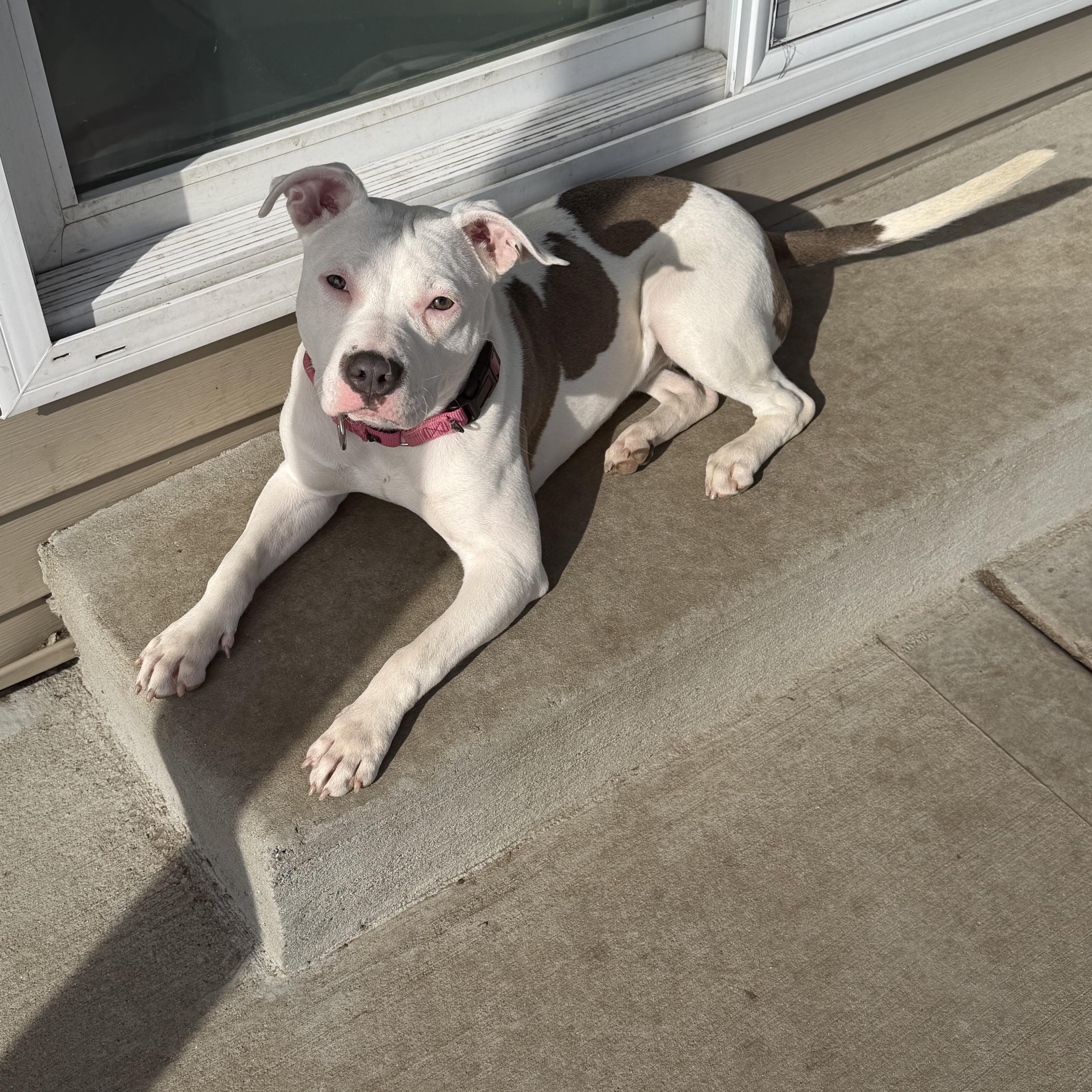 Enlarge Isla, a ADOPTABLE Pit Bull Terrier in Peotone, IL image 5/5