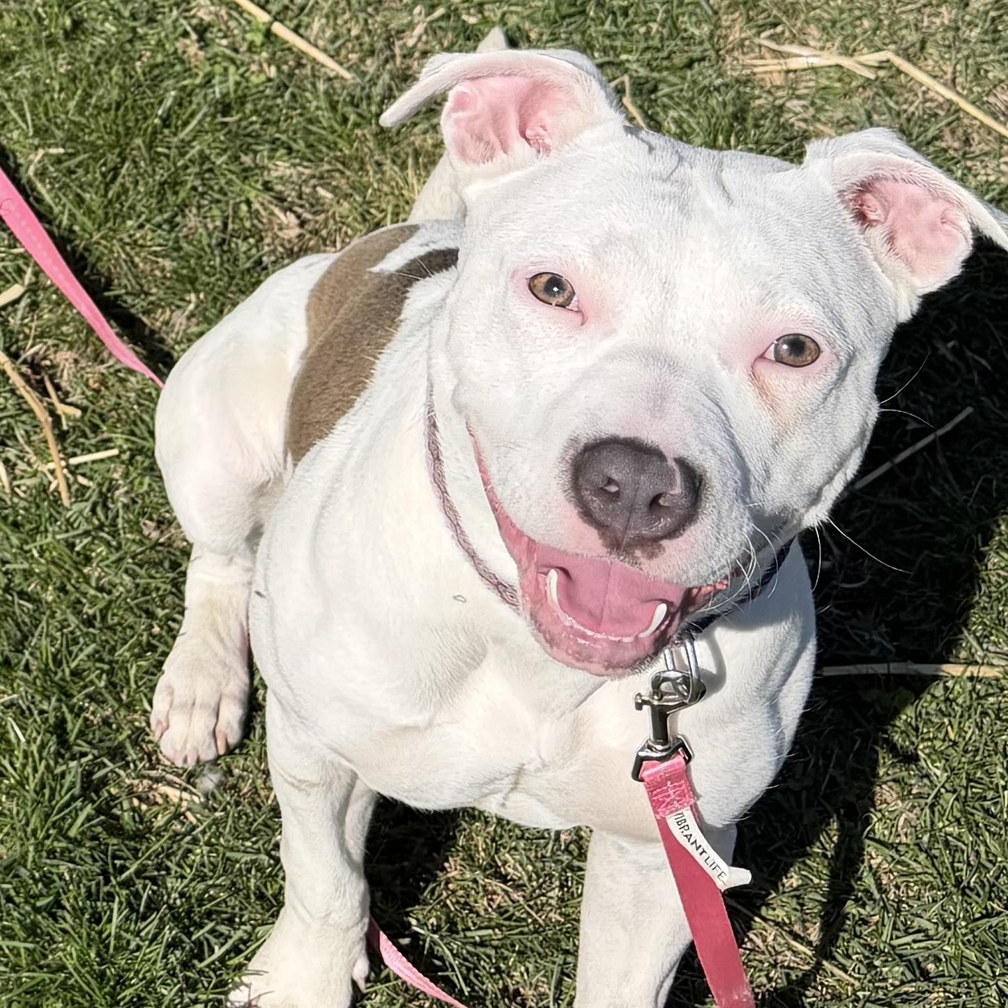 Enlarge Isla, a ADOPTABLE Pit Bull Terrier in Peotone, IL image 4/5