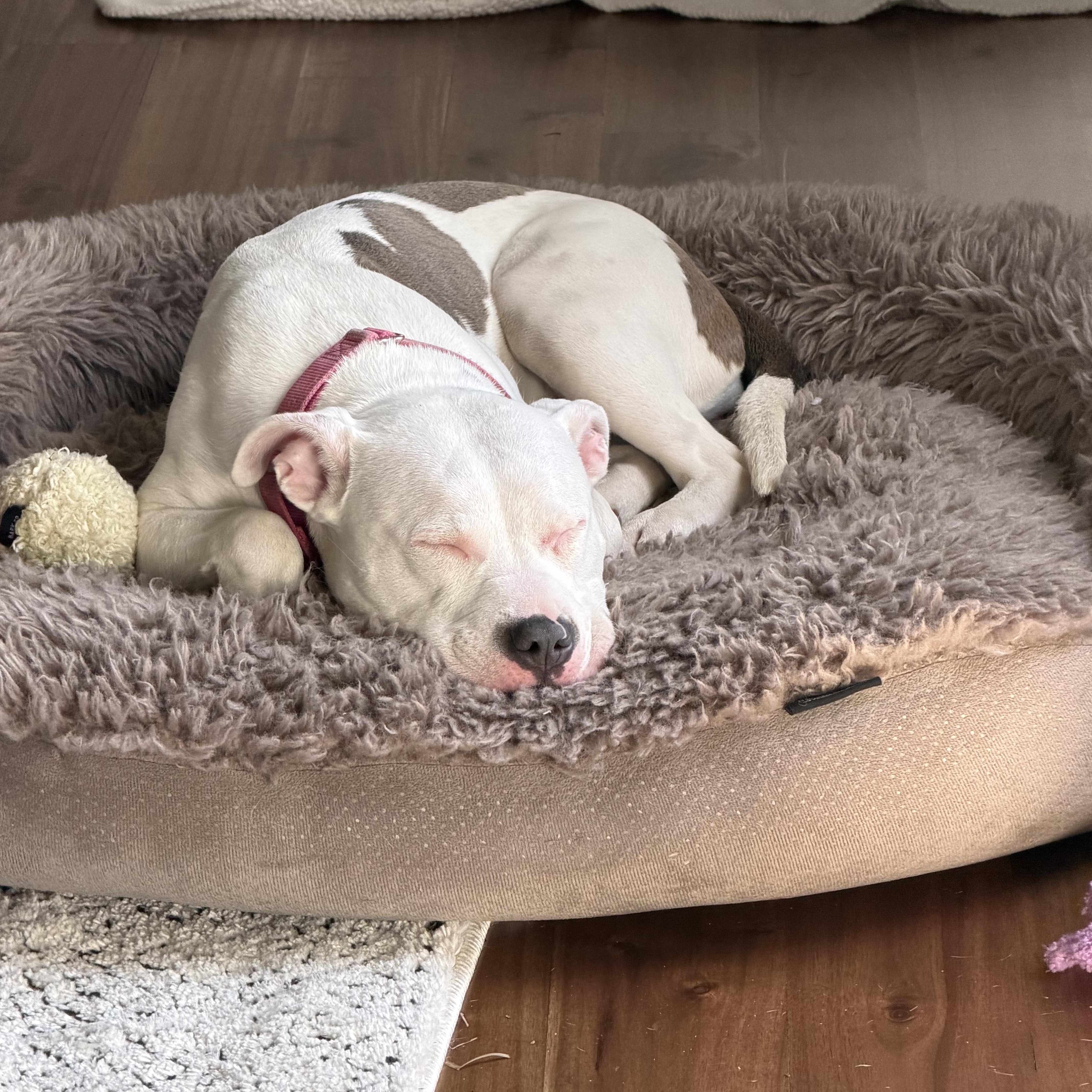 Enlarge Isla, a ADOPTABLE Pit Bull Terrier in Peotone, IL image 3/5