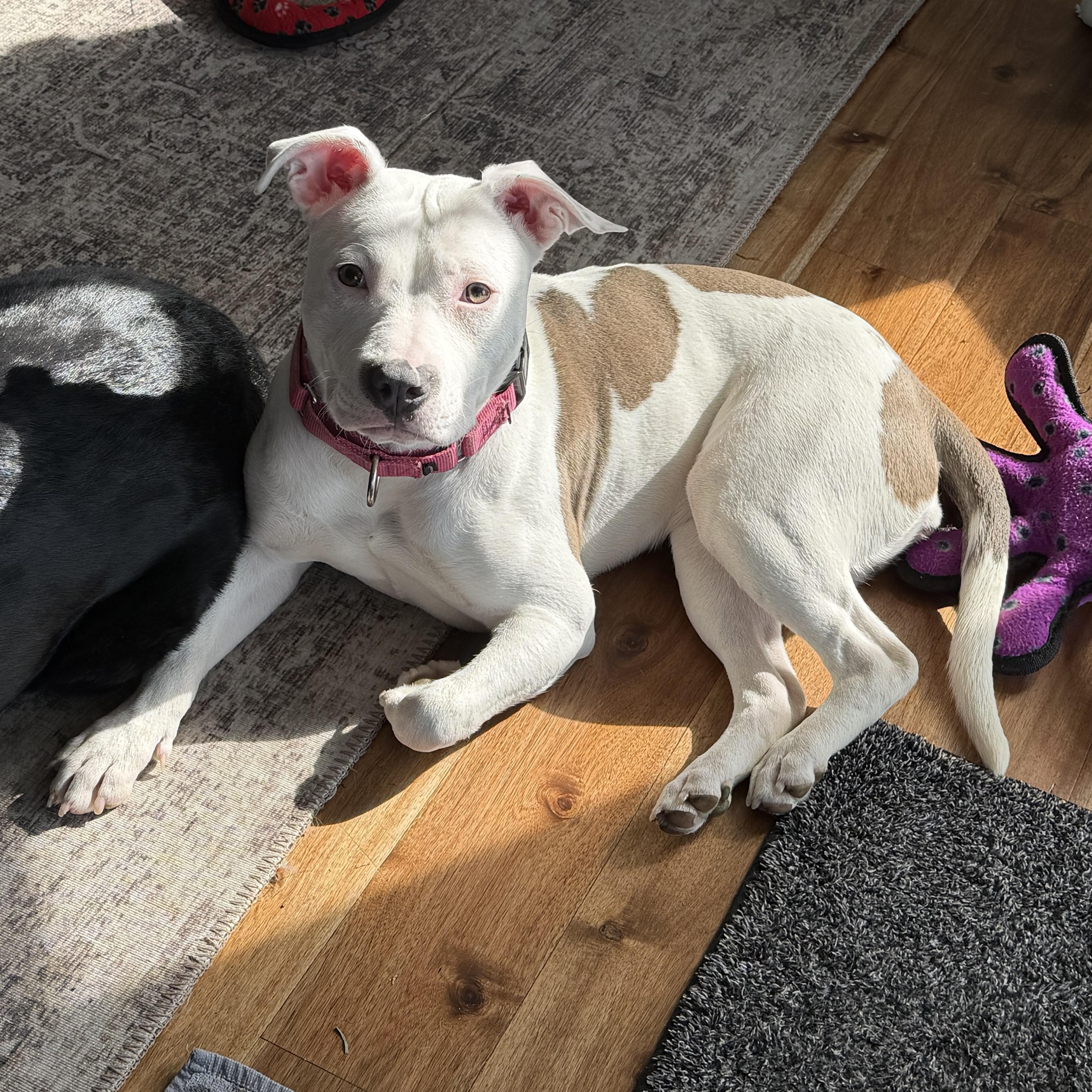 Enlarge Isla, a ADOPTABLE Pit Bull Terrier in Peotone, IL image 1/5