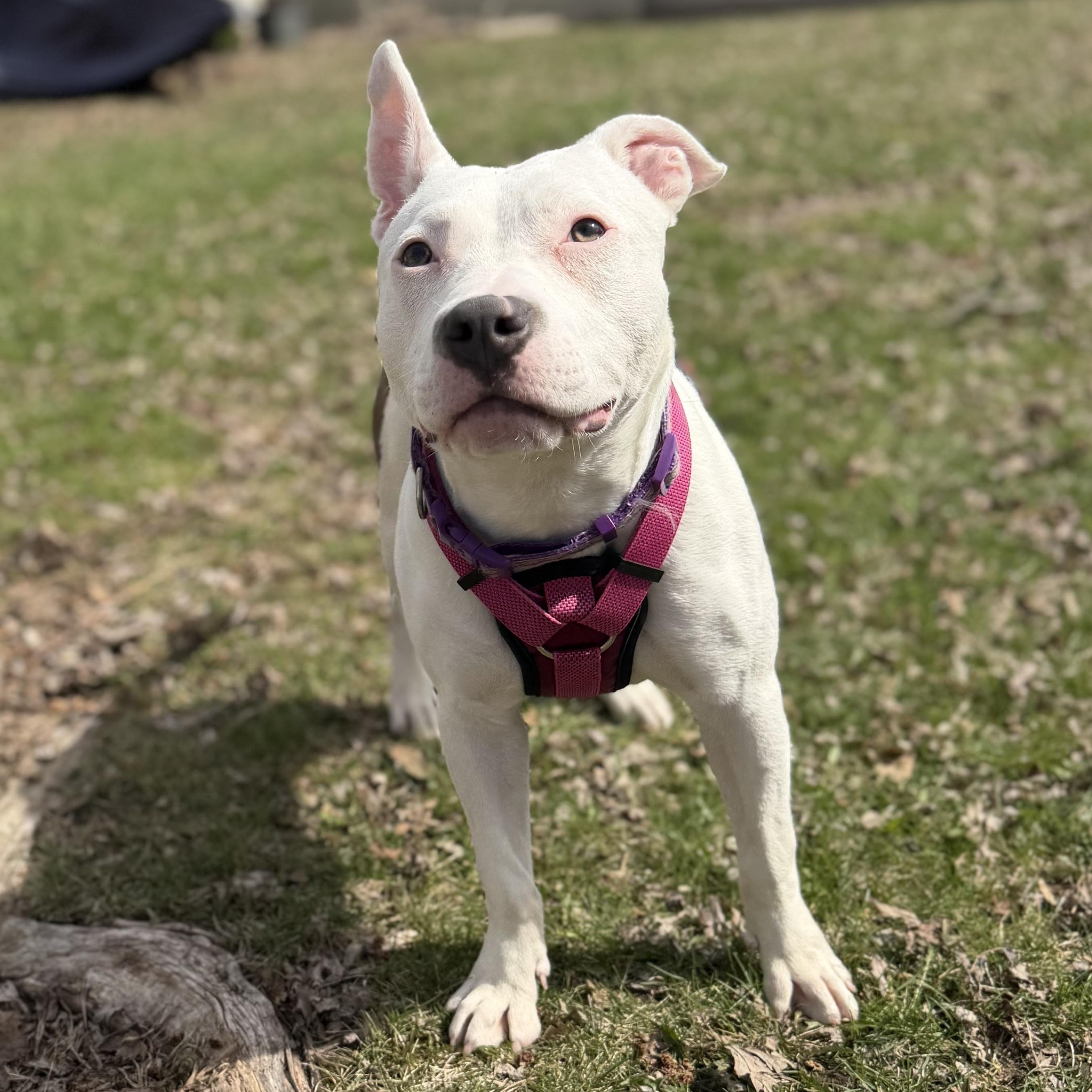 Enlarge Isla, a ADOPTABLE Pit Bull Terrier in Peotone, IL image 2/5