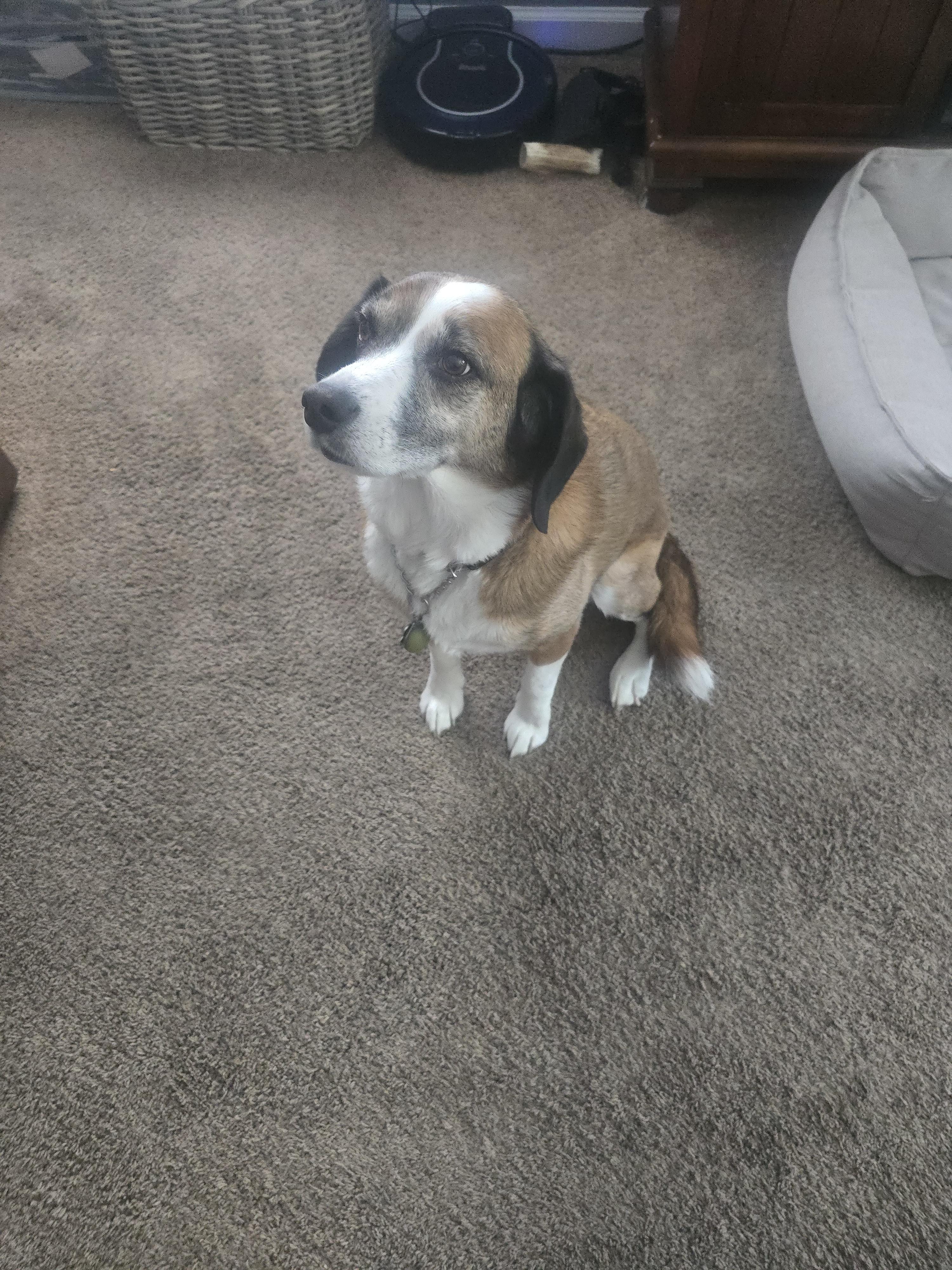 Toby