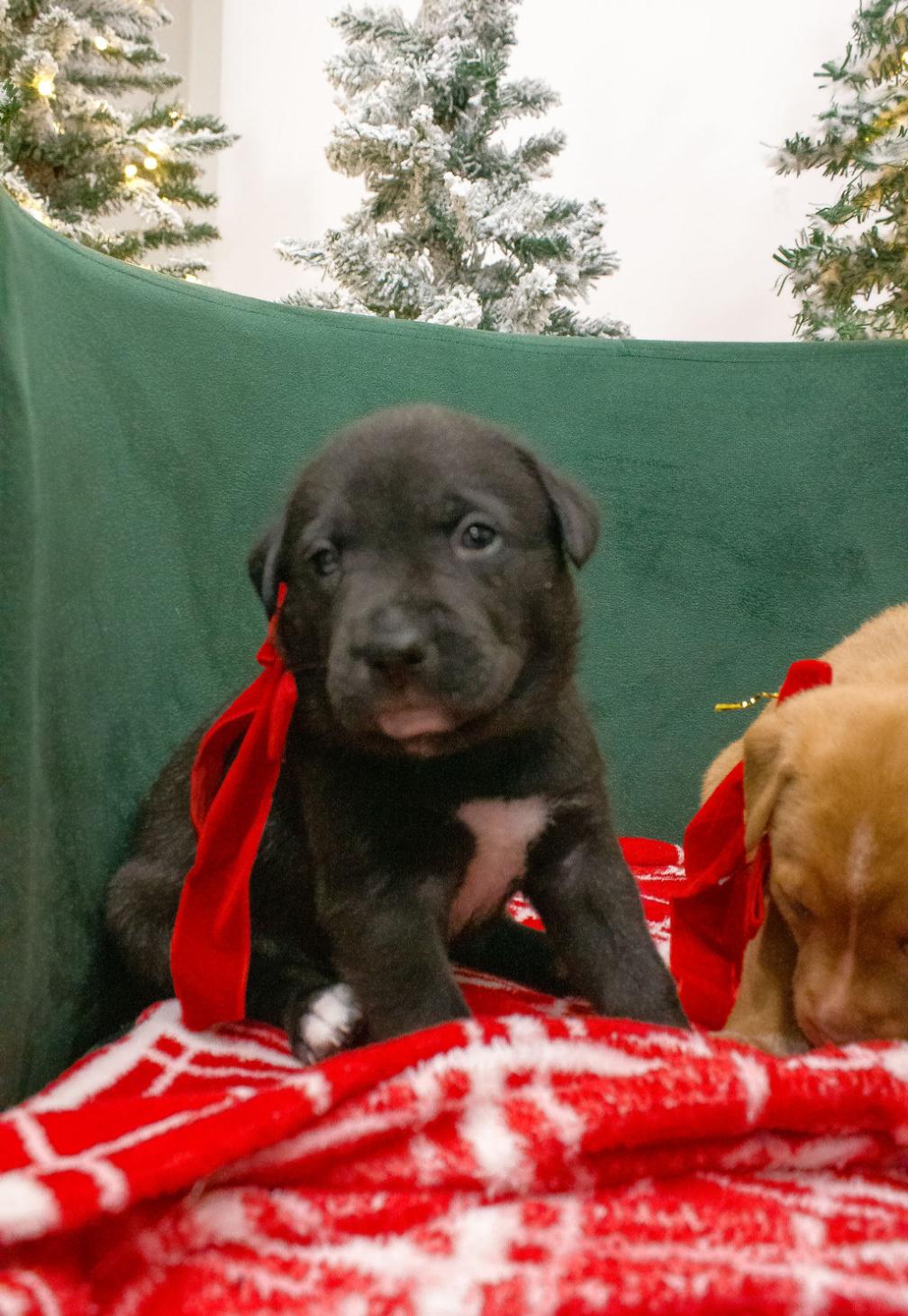 Chippy, a ADOPTABLE mixed breed in Spring hill, TN image 1/4