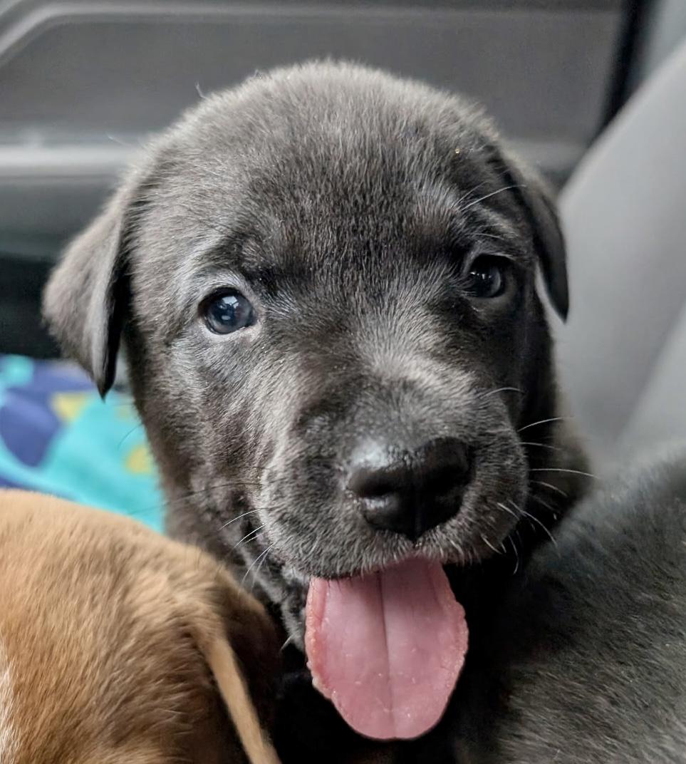 Chippy, a ADOPTABLE mixed breed in Spring hill, TN image 2/4