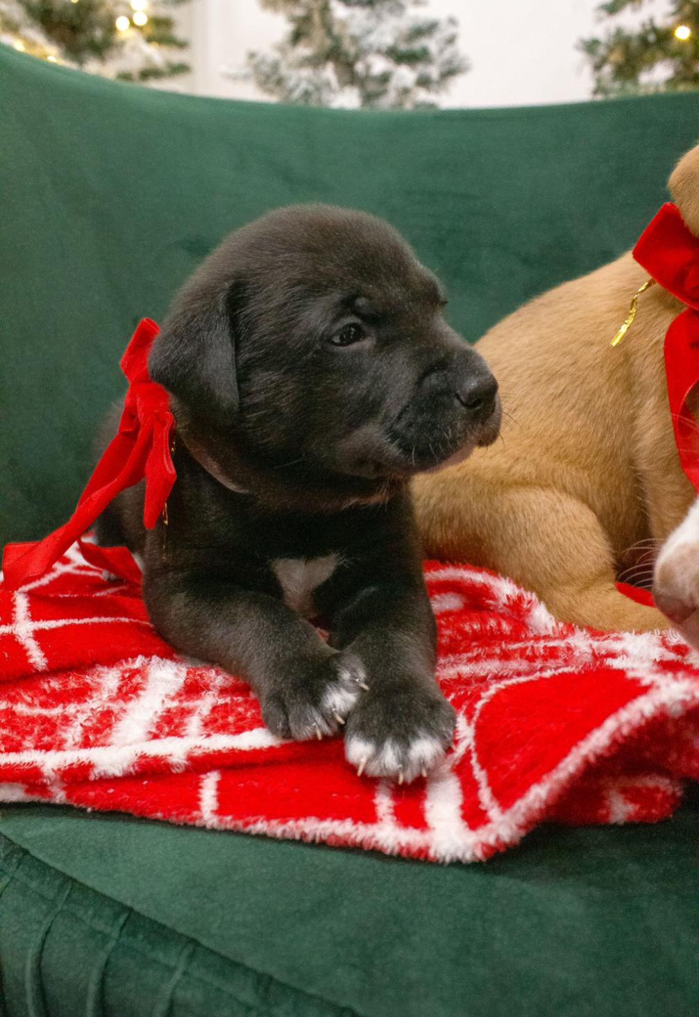Chippy, a ADOPTABLE mixed breed in Spring hill, TN image 3/4